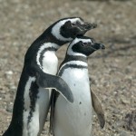 Argentina-Magellanicpenguins Magellanic Penguins, Argentina © Kitano / Dreamstime