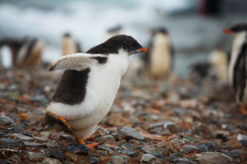 Gentoo Penguin chick, Peterman Island, Antarctica 2006