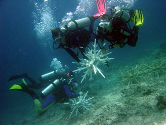 Seacology Eco-Reef