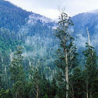 Future Remains Uncertain for Tasmania’s Old Growth Forests Future Remains Uncertain for Tasmania’s Old Growth Forests