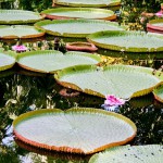 Lily pads, Mauritius. Photo by Alex Faundez, retrieved from http://www.flickr.com/photos/faundez/6108725705/