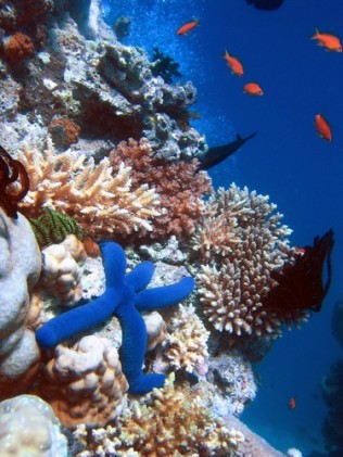 Richard_Ling Great Barrier Reef