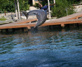 A dolphin in Cancun.