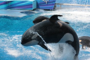 Orcas during the shows at SeaWorld.
